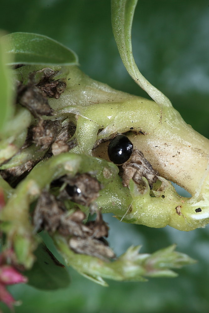 Amaranthus blitoides S. Watson s.l.  /  Amaranto blitoide